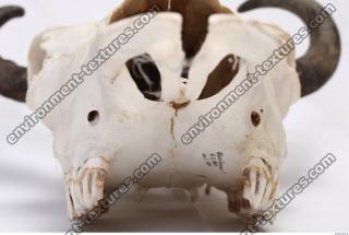 animal skull 0024